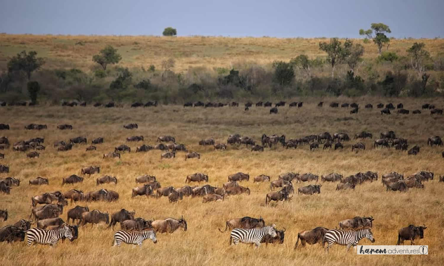 Maasai Mara Game Reserve