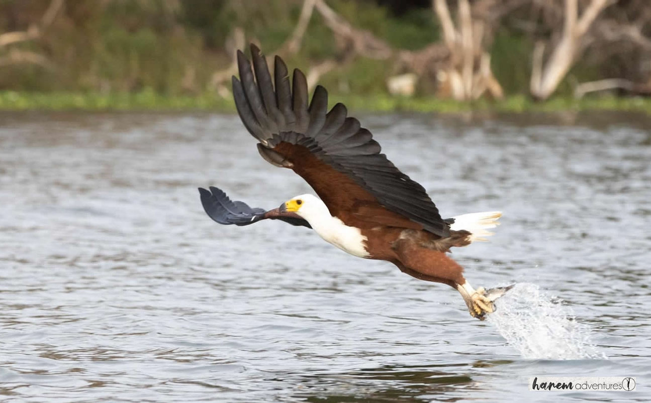 Lake Naivasha