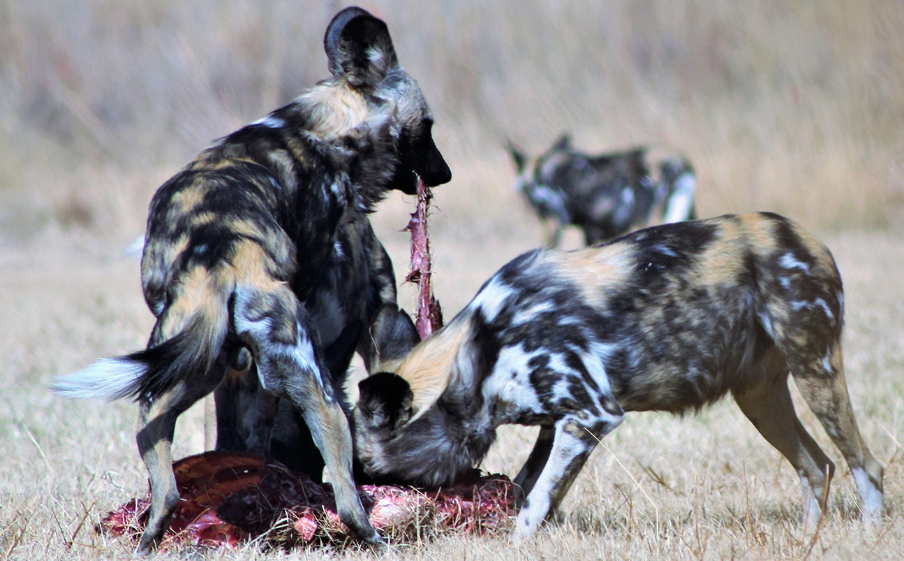 Selous National Park