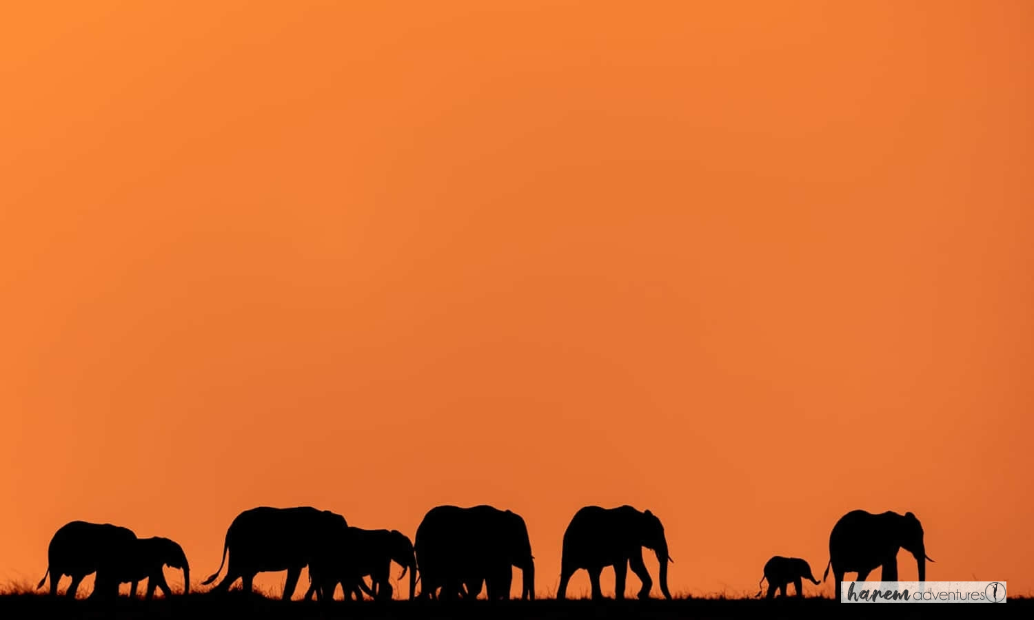 RED ELEPHANTS TRAILS