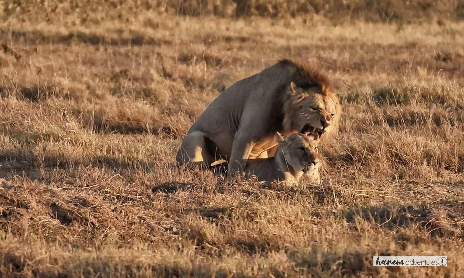 Simba Safari